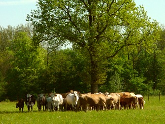 veel koeien in de streek